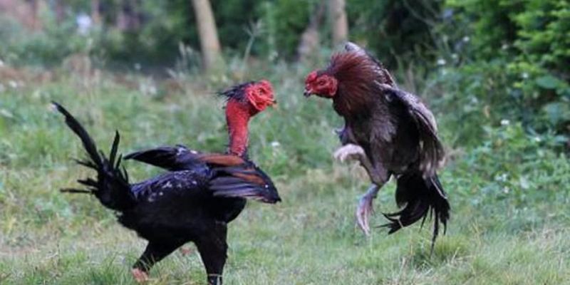 Top các giống gà đá hay nhất hiện nay không nên bỏ qua 4 Giống gà đá hay - gà chọi nòi