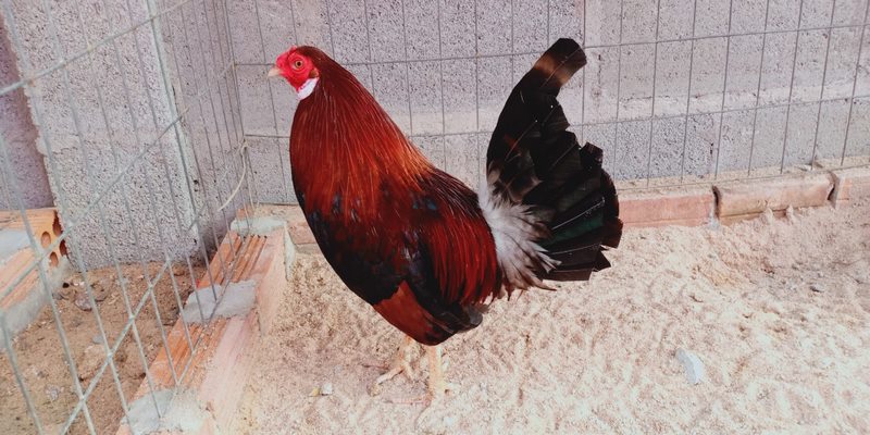 Cách Mua Bán Gà Đá Kiên Giang Giá Rẻ Mà Anh Em Chưa Biết? 5 Mua bán gà đá Kiên Giang